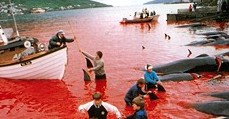 Denmark Dolphin Killing
