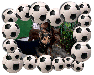 Doberman playing footbal