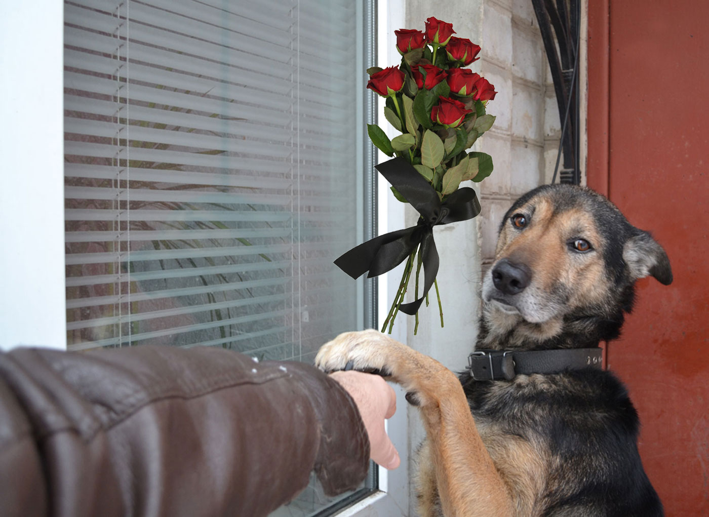 Deni - our lovely dog