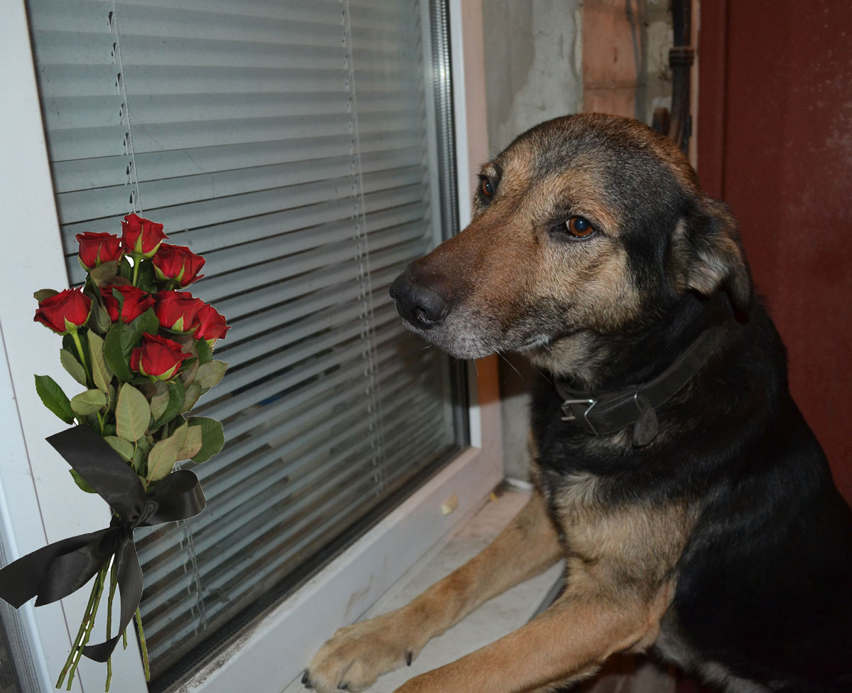 Deni - our lovely dog