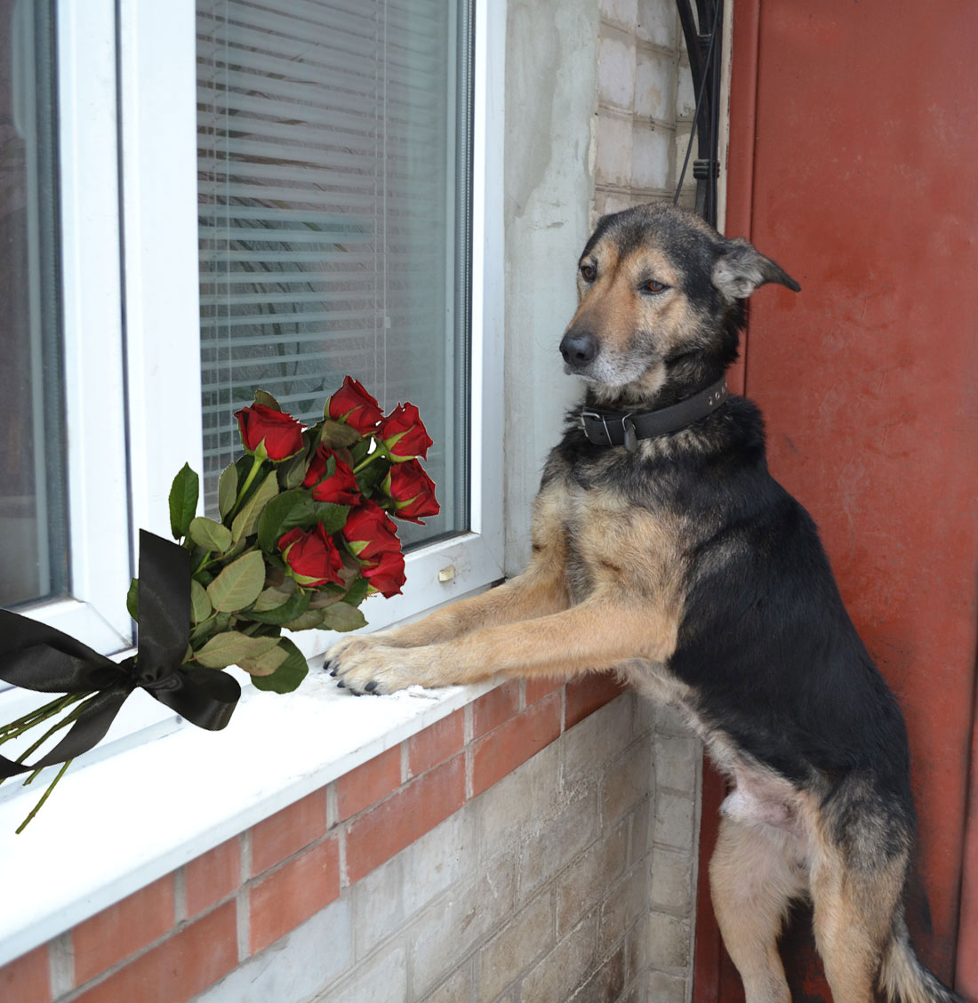 Deni - our lovely dog