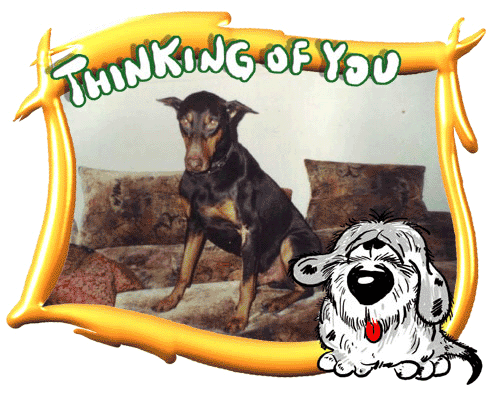 Thinking of my Doberman Tomas Thinking of my Doberman Tomas