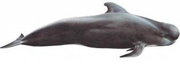 Faroe Islands Whale