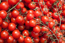 Danish organic food - Tomatoes